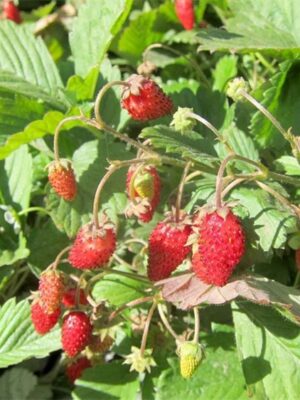 Fragaria x ananassa seeds