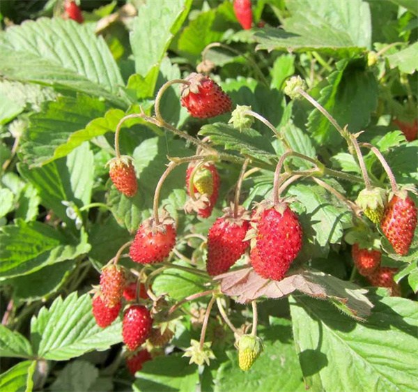Fragaria x ananassa seeds