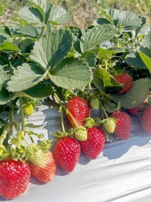 Fragaria x ananassa seeds