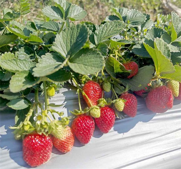Fragaria x ananassa seeds
