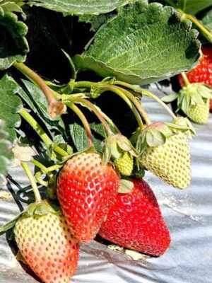 Fragaria x ananassa seeds