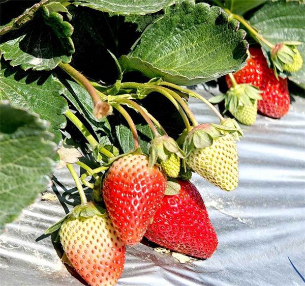 Fragaria x ananassa seeds