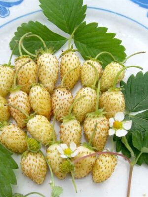 Fragaria x ananassa seeds