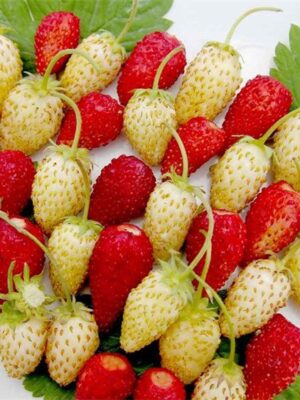 Fragaria x ananassa seeds