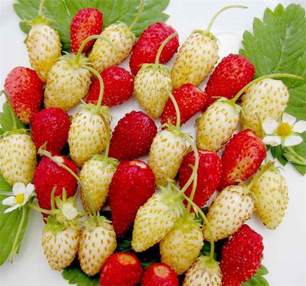 Fragaria x ananassa seeds