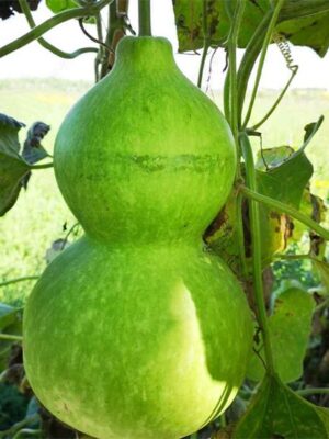 Lagenaria siceraria gourd seeds
