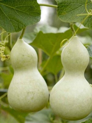 Lagenaria siceraria gourd seeds