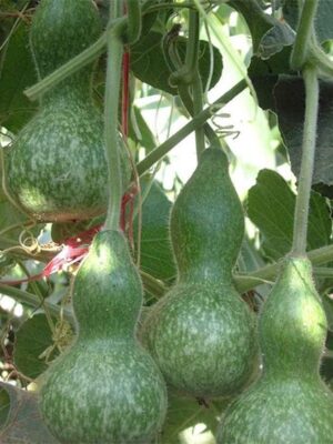 Lagenaria siceraria gourd seeds