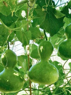 Lagenaria siceraria gourd seeds