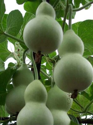 Lagenaria siceraria gourd seeds