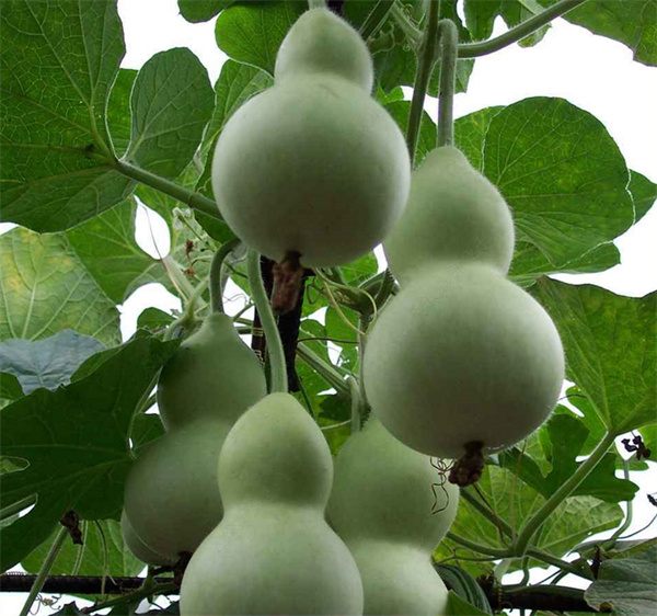 Lagenaria siceraria gourd seeds