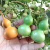 Lagenaria siceraria gourd seeds