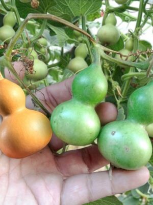 Lagenaria siceraria gourd seeds