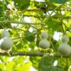 Lagenaria siceraria gourd seeds