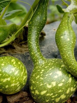 Lagenaria siceraria gourd seeds