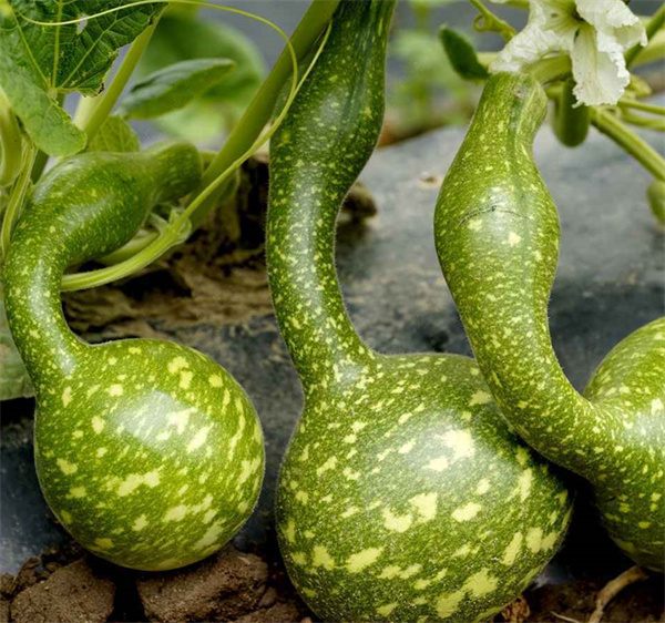 Lagenaria siceraria gourd seeds
