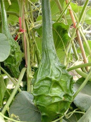Lagenaria siceraria gourd seeds