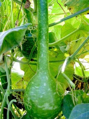 Lagenaria siceraria gourd seeds