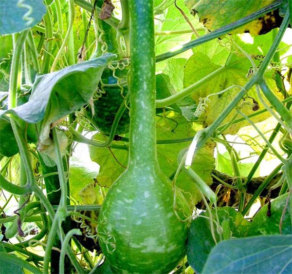 Lagenaria siceraria gourd seeds