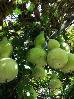 Lagenaria siceraria gourd seeds