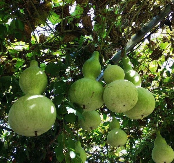 Lagenaria siceraria gourd seeds