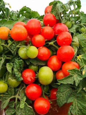 Lycopersicon esculentum tomato seeds