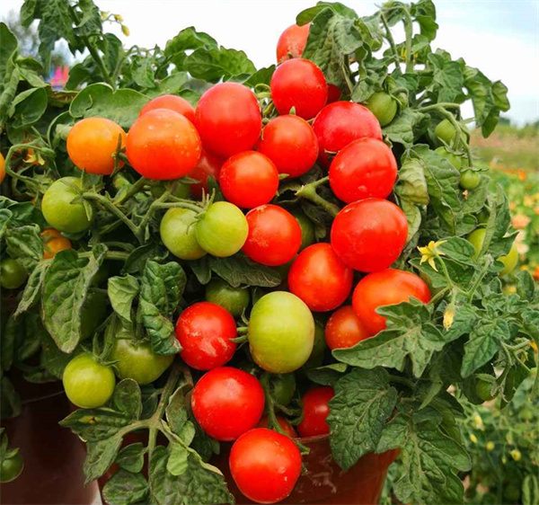 Lycopersicon esculentum tomato seeds