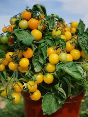 Lycopersicon esculentum tomato seeds