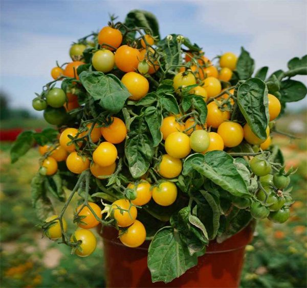 Lycopersicon esculentum tomato seeds