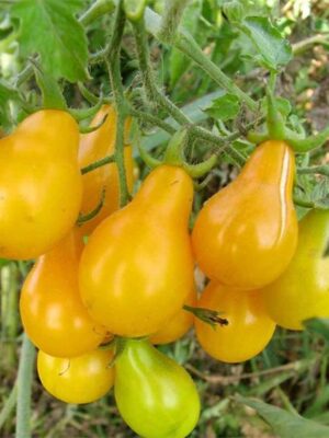 Lycopersicon esculentum tomato seeds