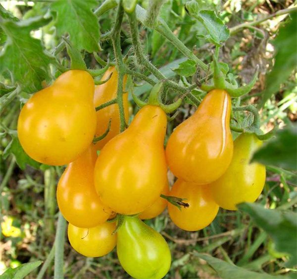 Lycopersicon esculentum tomato seeds