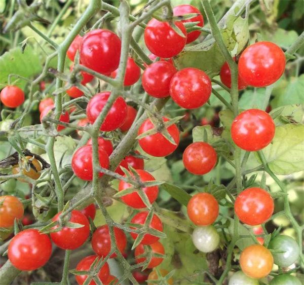 Lycopersicon esculentum tomato seeds