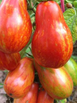 Lycopersicon esculentum tomato seeds