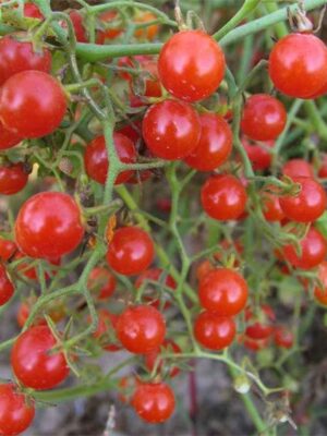 Lycopersicon esculentum tomato seeds