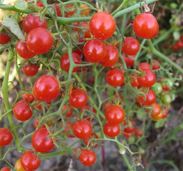 Lycopersicon esculentum tomato seeds