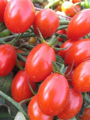 Lycopersicon esculentum tomato seeds