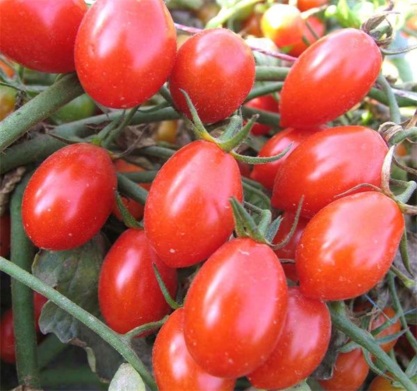 Lycopersicon esculentum tomato seeds
