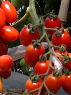 Lycopersicon esculentum tomato seeds