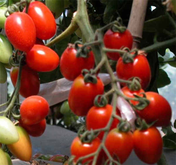 Lycopersicon esculentum tomato seeds