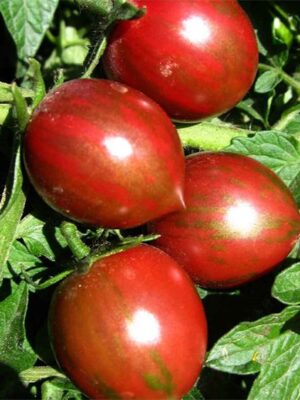 Lycopersicon esculentum tomato seeds