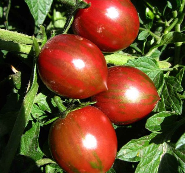 Lycopersicon esculentum tomato seeds