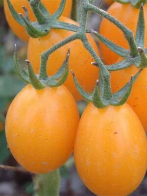 Lycopersicon esculentum tomato seeds