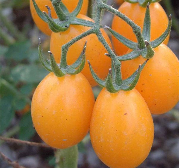 Lycopersicon esculentum tomato seeds