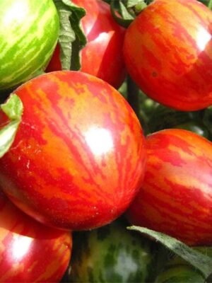 Lycopersicon esculentum tomato seeds