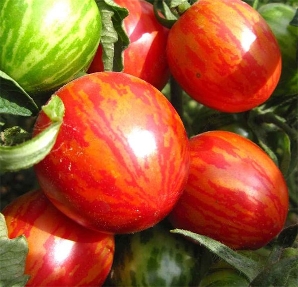Lycopersicon esculentum tomato seeds