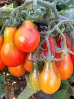 Lycopersicon esculentum tomato seeds