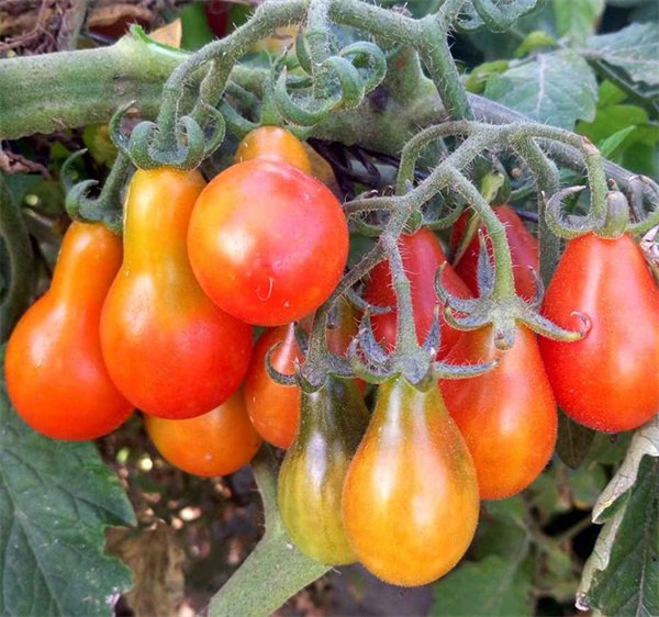 Lycopersicon esculentum tomato seeds