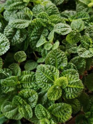 Mentha rotundifolia seeds