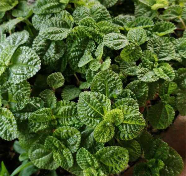 Mentha rotundifolia seeds