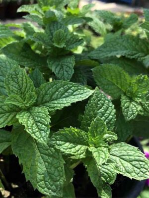 Mentha arvensis seeds